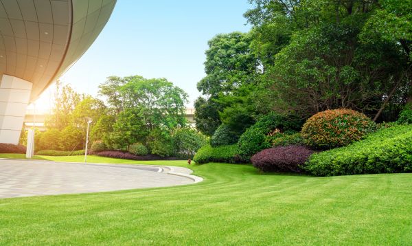 Commercial Shrub Trimming in Modesto