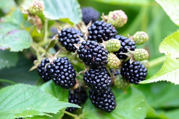Blackberry Bush Removal in Modesto