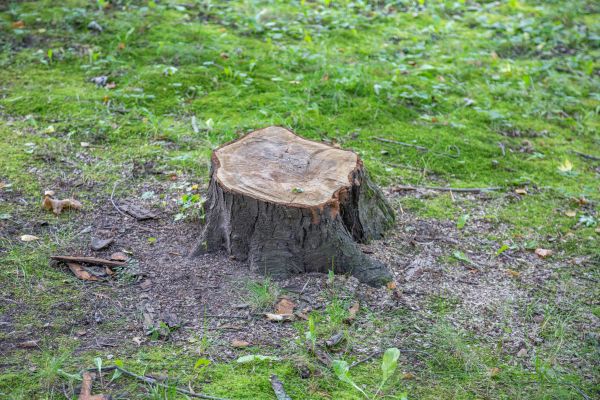 Bush Stump Removal in Modesto