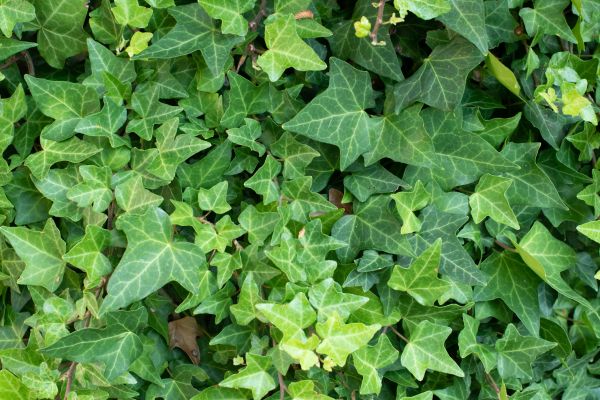 Cost of English Ivy Removal in Modesto