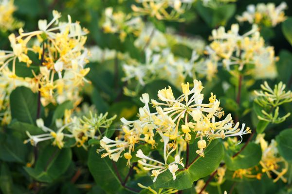 Cost of Honeysuckle Removal in Modesto