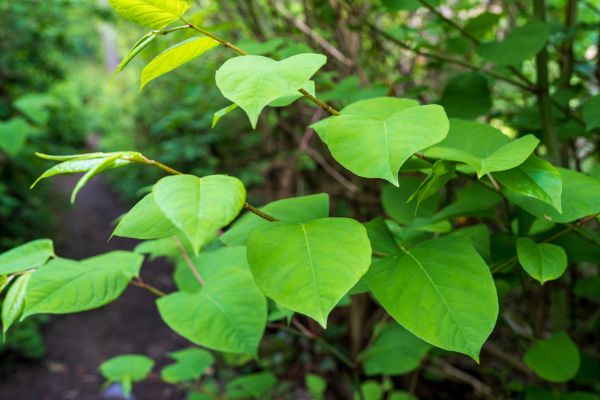 Cost of Invasive Plant Removal in Modesto