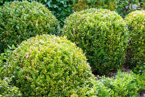Cost of Landscape Trimming Service in Modesto