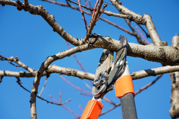 Cost of Pruning Service in Modesto