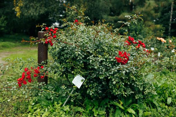 Cost of Rose Bush Removal in Modesto
