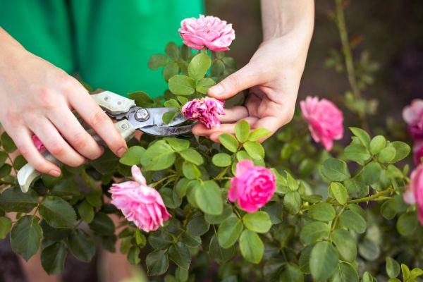 Cost of Rose Trimming in Modesto