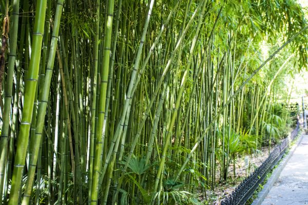 Cost of Bamboo Root Removal in Modesto