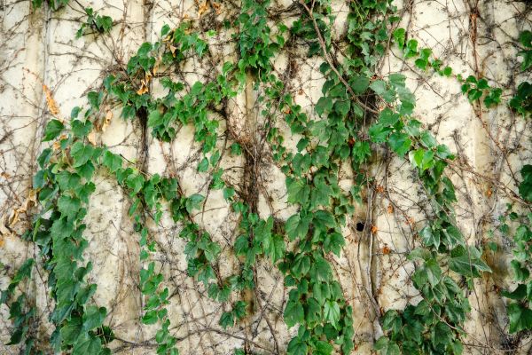 Cost of Vine Removal Service in Modesto