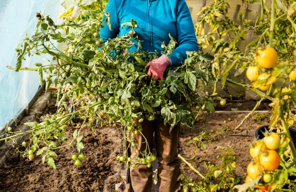 Garden Plant Removal in Modesto