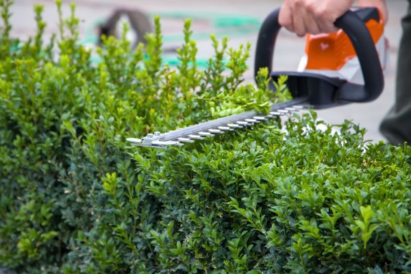 Hedge Shearing in Modesto