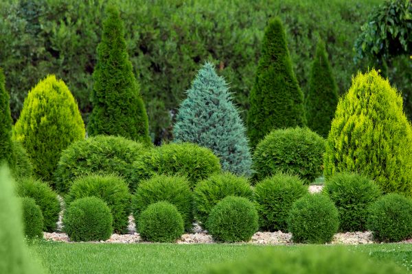 Cost of Shrub Shaping in Modesto