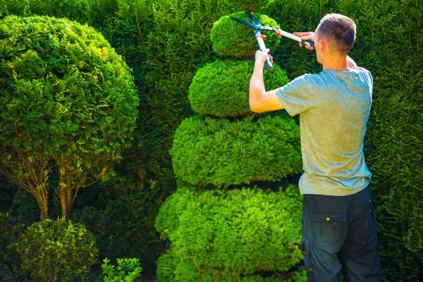 Topiary Shaping in Modesto
