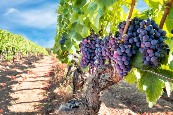 Cost of Grapevine Pruning in Modesto