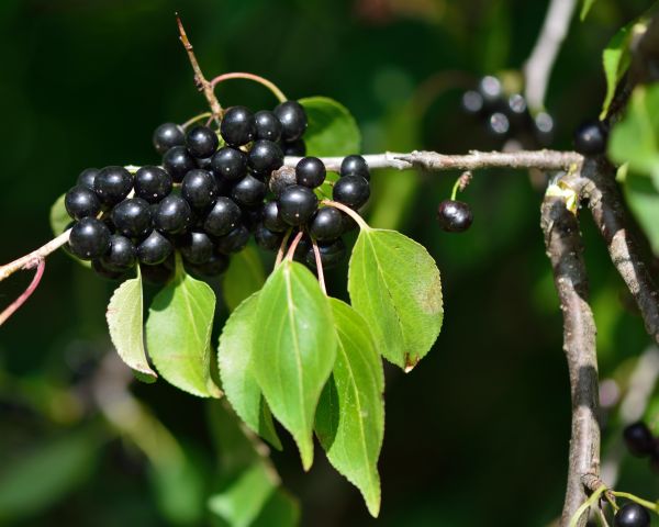 Cost of Buckthorn Removal in Modesto