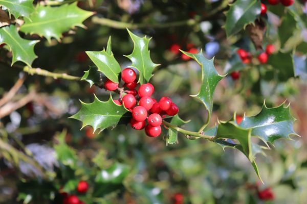 Cost of Holly Tree Trimming in Modesto