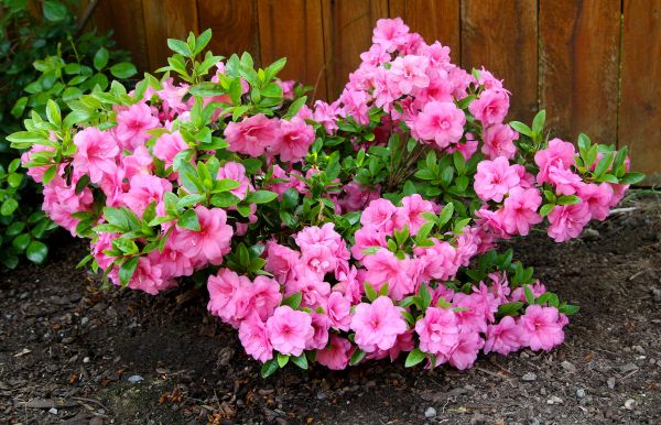Azaleas Removal in Modesto