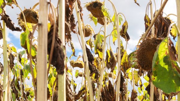 Dead Plant Removal in Modesto