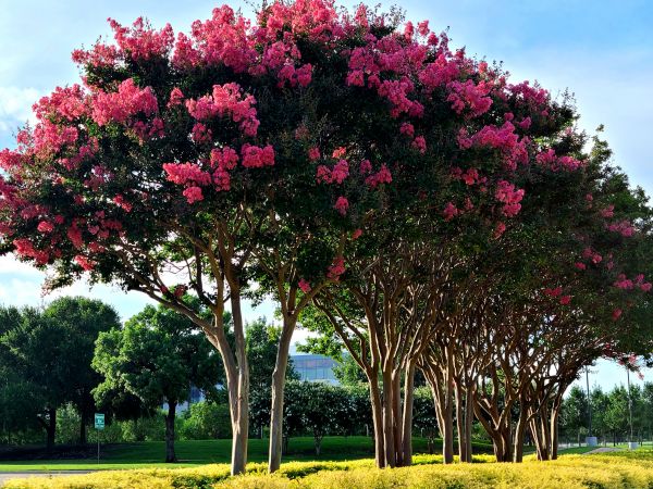 Cost of Crepe Myrtle Pruning in Modesto