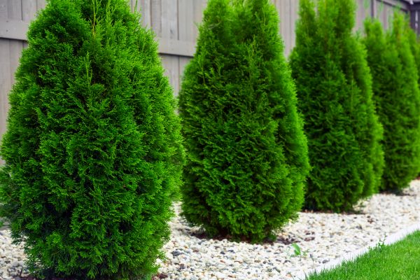 Cost of Arborvitae Pruning in Modesto