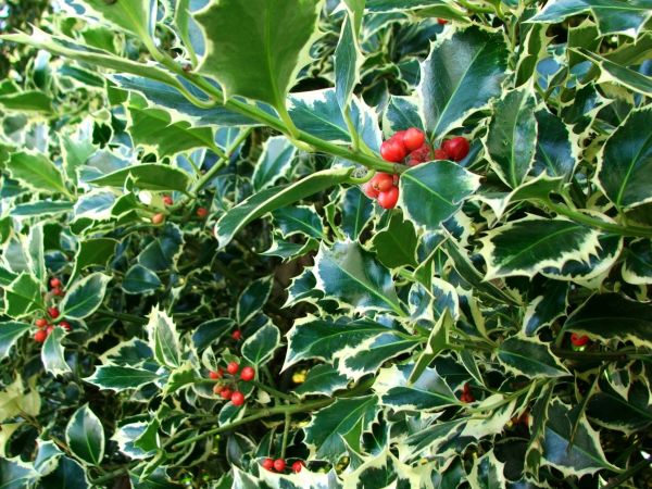 Cost of Holly Bushes Trimming in Modesto