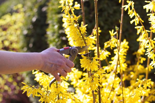 Forsythia Pruning in Modesto