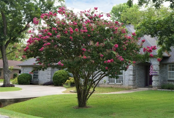 Crepe Myrtle Trimming in Modesto