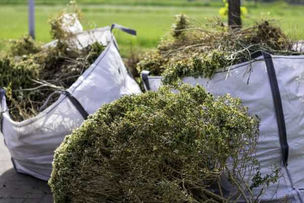 Cost of Shrubs Removal in Modesto