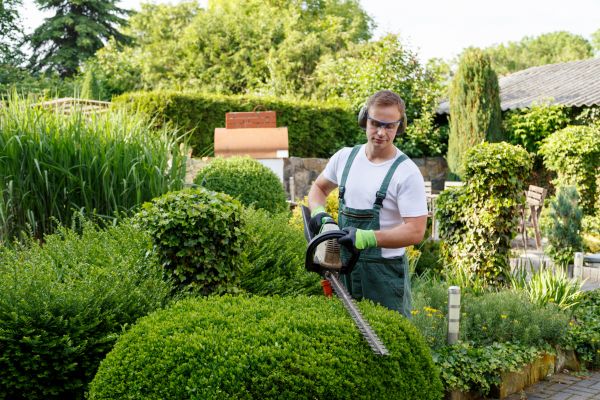 Shrubs Trimming in Modesto