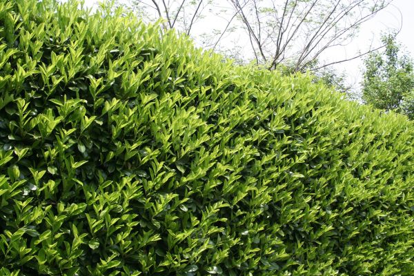 Laurel Shrub Removal in Modesto