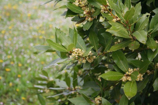 Cost of Laurel Trimming in Modesto