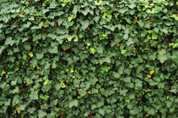 Ivy Pruning service in Modesto