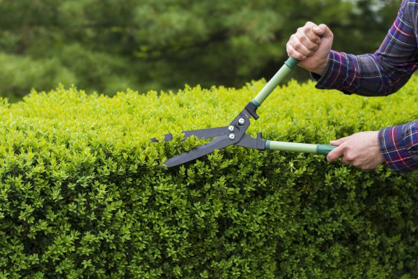 Cost of Evergreen Shrub Pruning in Modesto