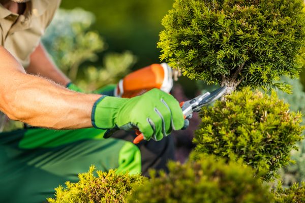 Cost of Landscape Pruning Service in Modesto