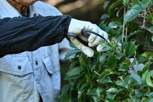 Holly Pruning in Modesto