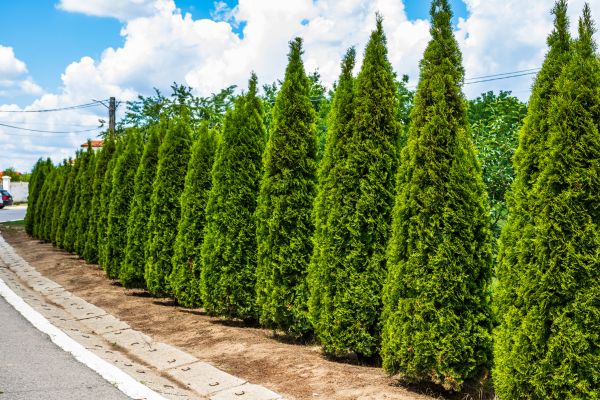 Arborvitae Shearing in Modesto