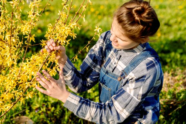 Cost of Forsythia Trimming in Modesto