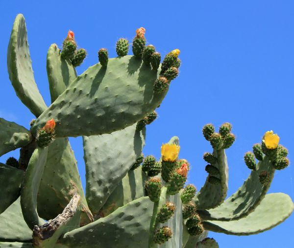 Cost of Cactus Removal in Modesto