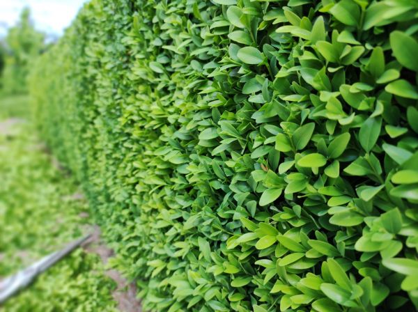 Cost of Boxwood Pruning in Modesto