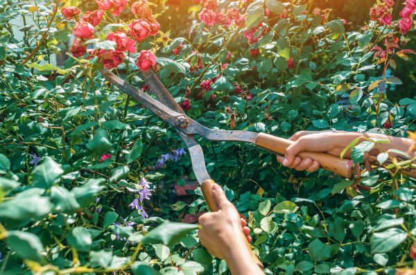 Knockout Roses Pruning in Modesto