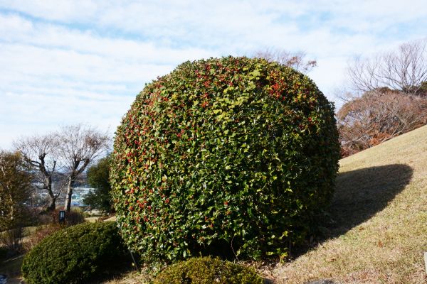Cost of Holly Shrub Pruning in Modesto