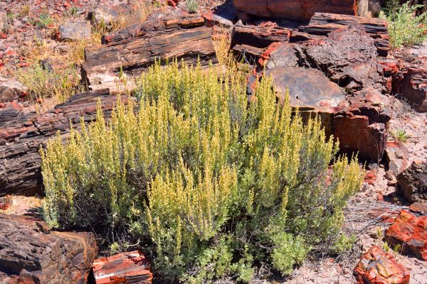 Cost of Sagebrush Removal in Modesto