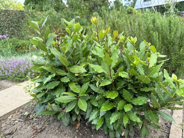 Cost of Laurel Hedge Trimming in Modesto