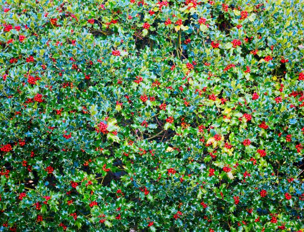Cost of Holly Bush Removal in Modesto