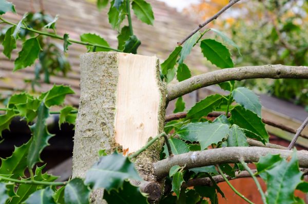 Cost of Holly Tree Removal in Modesto