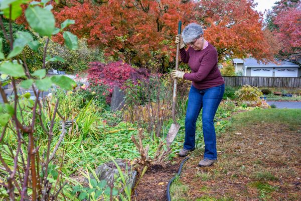 Cost of Dead Bush Removal in Modesto