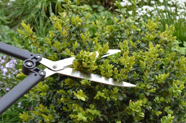 Cost of Boxwood Trimming in Modesto