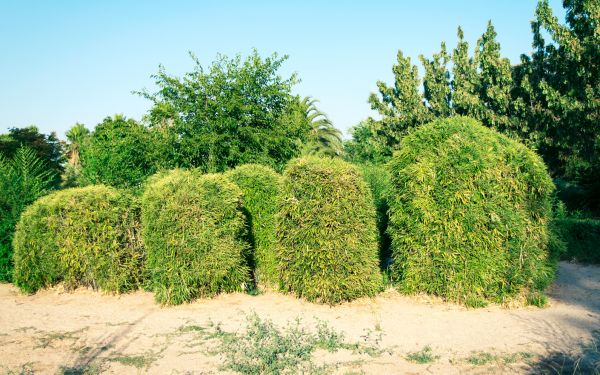 Bamboo Hedge Removal in Modesto
