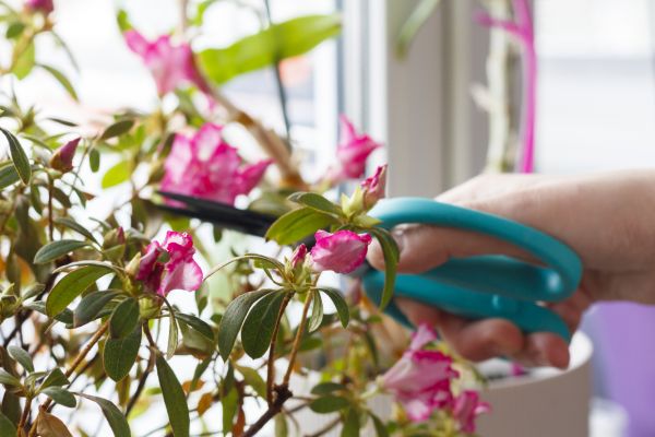 Azalea Pruning in Modesto