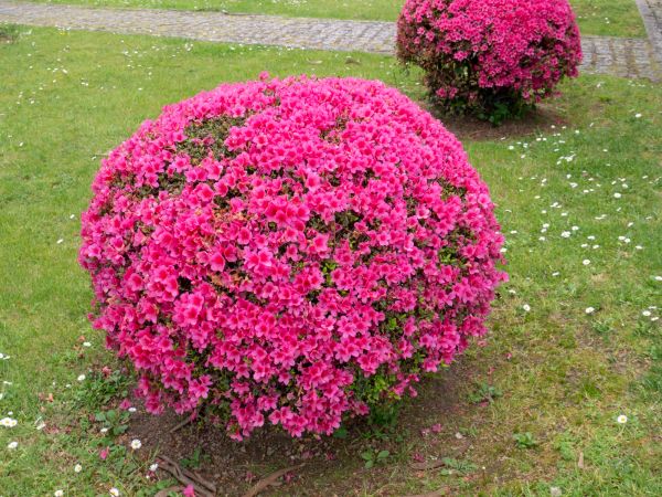 Cost of Rhododendron Pruning in Modesto