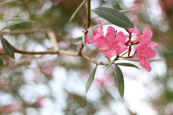 Cost of Oleander Removal in Modesto